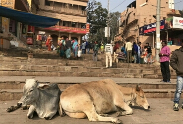 Varanasi – duchowa stolica Indii