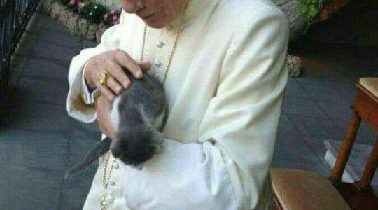 Koty i kotki Benedykta XVI Felieton ks. Jarka (26.11.2017)